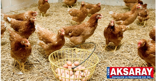 Tavuk eti ve yumurta da üretim arttı fakat tüketim azaldı