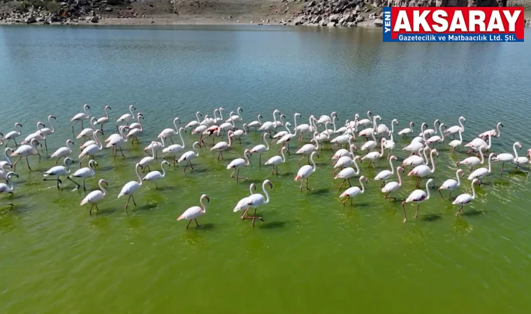 Flamingolar kuluçka öncesi Mamasın barajında