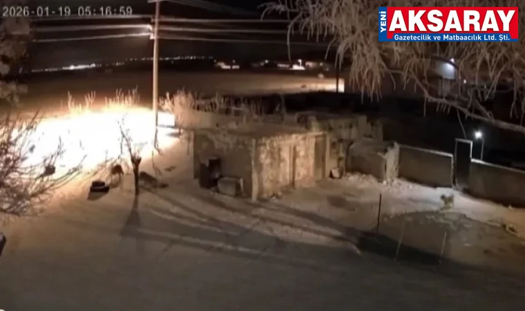 GÜLPINAR’DA KURT ALARMI Aç kurtlar köye indi